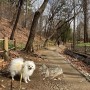 분당 중앙공원 강아지 산책 다녀왔어요 반려견놀이터