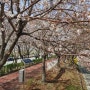 2022.03.27_사상삼락공원 벚꽃제방길 나들이 벚꽃개화 상태기록