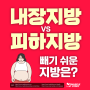 내장지방 피하지방 어떤게 빼기 쉬울까? 뱃살빼는방법, 내장지방빼는방법