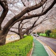 부산 벚꽃 명소 추천] 봄이 물씬 느껴지는 온천천. 곧 만개