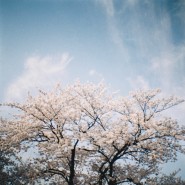 도로시필름 : 다이아나미니 - 봄,벚꽃 <정읍>