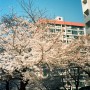 우리 집 앞이 부산 벚꽃 맛집! 포트라로 찍은 부산 삼익비치타운 벚꽃