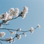 도로시필름 : 펜탁스미슈퍼 - 봄,벚꽃 <정읍>