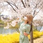 대구 벚꽃 명소 개화시기 만개 투어 (동촌유원지, 앞산, 이월드 벚꽃)