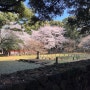 [제주시내] 제주 벚꽃 명소 2탄, 고즈넉한 분위기의 봄에 가볼만한 곳 ‘제주 삼성혈’