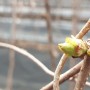 새 생명이 태동하는 하늘다믄농원 새순 - 오미자 복분자 산딸기 감초 텃밭정원