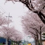 [제주] 2022.3.30 제주 남원읍 위미리 벚꽃