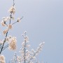 도로시필름 : 펜탁스미슈퍼 - 나의봄,벚꽃(feat.코로나) <정읍>