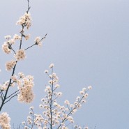 도로시필름 : 펜탁스미슈퍼 - 나의봄,벚꽃(feat.코로나) <정읍>