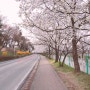 봄맞이~ 수원 벚꽃 명소를 소개합니다~