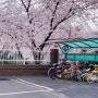 [제주] 2022.3.27 & 3.30 서귀포 신시가지 벚꽃