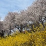 [ 대구 벚꽃 명소 ] 동촌유원지