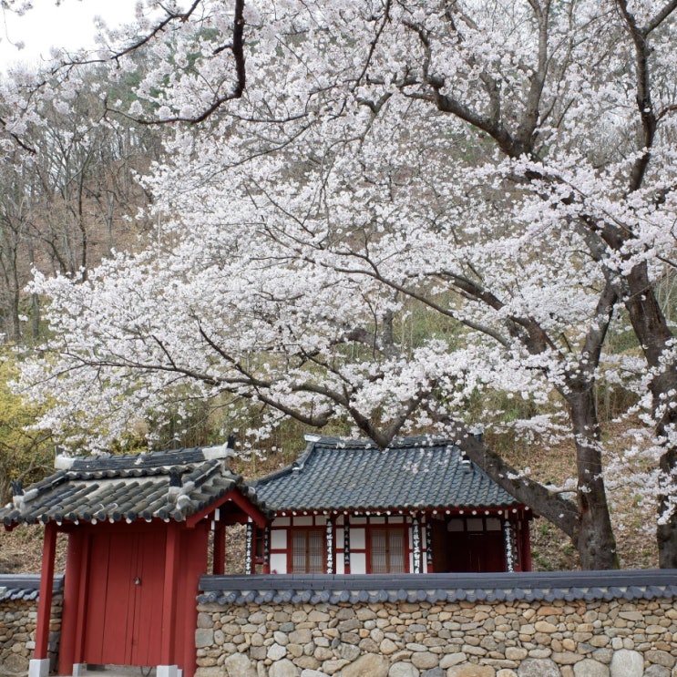 하동십리벚꽃길 수달생태로... 동해벚꽃로 드라이브 오봉정사...