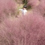 부산 10월 가볼만한곳, 대저생태공원 핑크뮬리 군락지