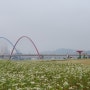 대전갑천변의 메밀꽃과 국화가 있는 가을풍경