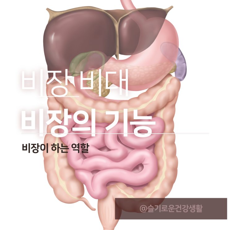 비장 기능 위치 및 비장비대 원인 : 네이버 블로그