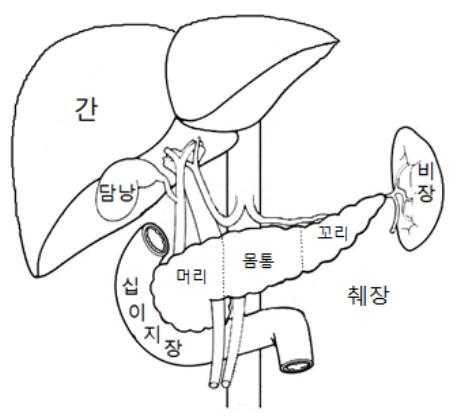 췌장을 건강하게 살리는 방법 : 네이버 블로그