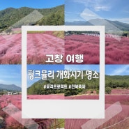 전북 가볼만한곳 고창 꽃객프로젝트 핑크뮬리 +고창 맛집 정보