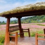 대전 가볼만한곳::장동만남공원 코스모스 만개 (10월 장동코스모스)