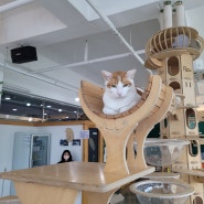 귀여운 녀석들 모여있는 대전 고양이 카페