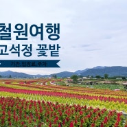 서울 근교 당일치기 여행 철원 고석정꽃밭