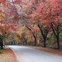 전남 장성 백양사 단풍 미리보는 11월 단풍 절정 (가을 단풍 명소)