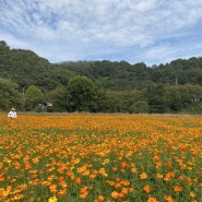 함안 10월 악양둑방 뚝방길 🌼코스모스🌼