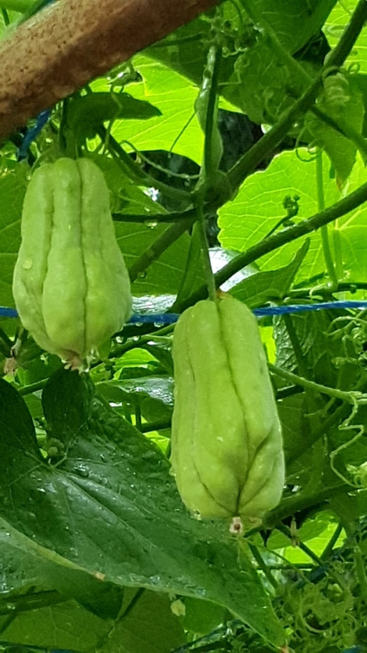 차요테 효능, 먹는법 : 네이버 블로그