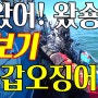 갑오징어 끝보기낚시[오천항]