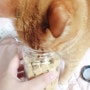 [1년 전 오늘] [펫츠플레이트] 고양이 동결건조간식 체험후기-북어트릿, 소프트연어트릿:D