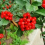 알아가는재미(61)~붉은열매의 "피라칸사스,피라칸사,피라칸타"