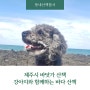 제주시 외도동 연대포구 바닷가 산책로 강아지와 함께하는 바다 산책