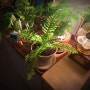 홈가드닝 식물일기 : 방에서 식물 키우기, 선반 플랜테리어 & 무늬보스턴고사리, 룬데리 파티타임
