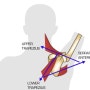 견갑골의 상방회전 근육의 기시 정지 작용 짝힘