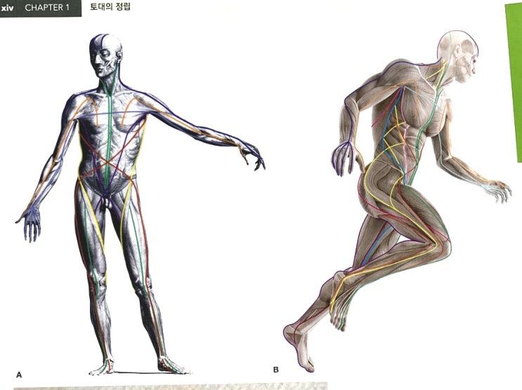 근막경선해부학 스터디 01 근막경선 가설 : 네이버 블로그