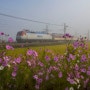 논산 사진찍기좋은곳 부적들녘 코스모스와 기차