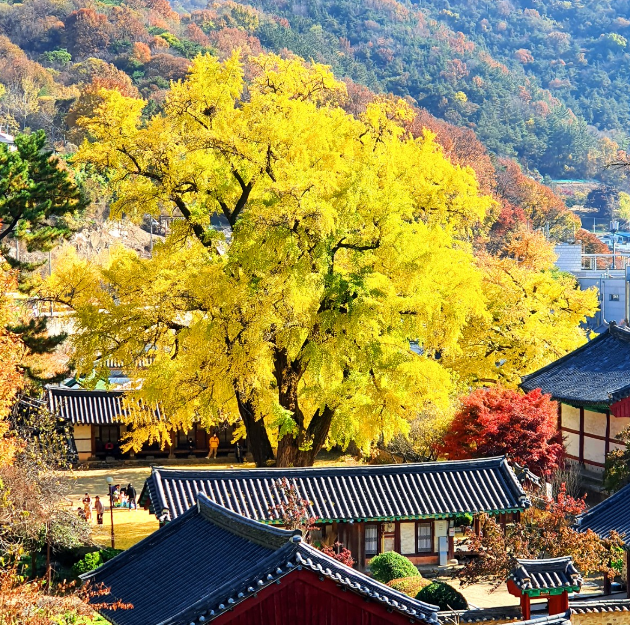 전주향교 가을단풍, 은행나무 숨은의미 (전주한옥마을, 전주 단풍 명소) : 네이버 블로그