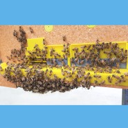 10월의 양봉 관리 월동준비 꿀벌먹이 꿀벌응애