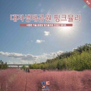 대저생태공원 핑크뮬리 가득 (개화 현황, 부산 핑크뮬리, 부산 여행)