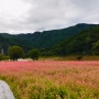 영월 가볼만한곳:홍메밀축제, 장릉, 청령포, 한반도지형 선암마을