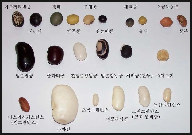 콩의 종류 및 재배 방법 - 스지나시톱 작두콩 : 네이버 블로그