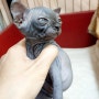 부산 스핑크스 고양이 올블랙 성장일기