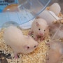 골든햄스터분양 (购买黄金仓鼠 #卖仓鼠) #Golden hamster