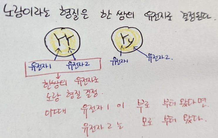 멘델의 가설_멘델의 유전 원리 : 네이버 블로그