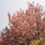 [필름사진] 올림푸스 뮤2줌 115 - 2022년, 겹벚꽃