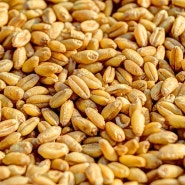 Q. 역설적인 고품질 밀가루