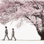 「桜」 - コブクロ [벚꽃] - 코부쿠로