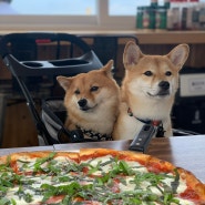 [강아지와 함께] 양양 남애항 반려견동반 피자맛집 : 피자정비소