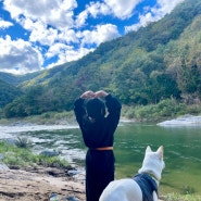 반려견과 함께하는 여섯번째 캠핑 인제 미산분교캠핑장 (진돗개 서로)