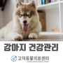 강동구 고덕동 상일동 동물병원 환절기 강아지 건강관리 면역력 키워주는 건강관리법 함께 알아봐요